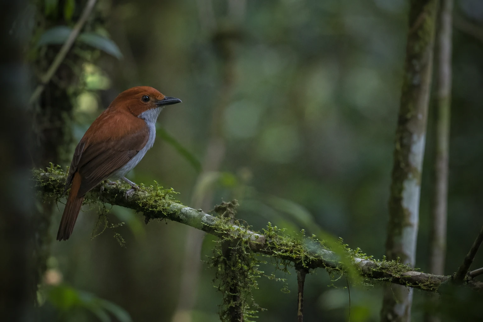 Rufous Vanga dans une forêt malgache